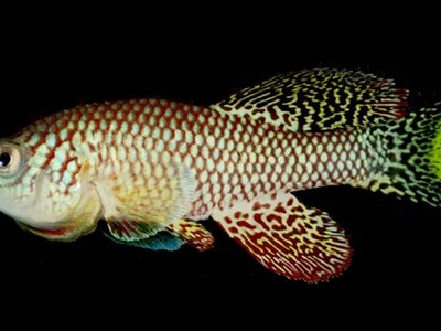 Cá Killi ngọc lam. Ảnh: Guardian.