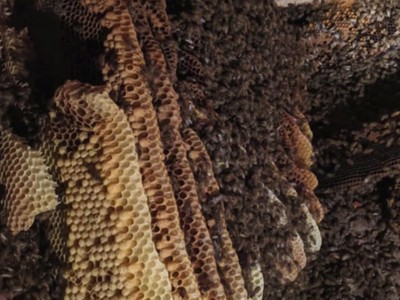 Tổ ong mật 150.000 con dưới sàn nhà