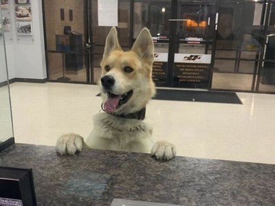 Chico không có vẻ lo lắng gì khi bước vào đồn cảnh sát.