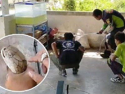 Hổ mang chúa 4 mét cố thủ dưới bể cá