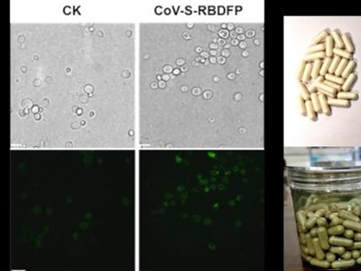 Hình ảnh vắc-xin dạng uống do trường đại học Thiên Tân, Trung Quốc cung cấp (Ảnh: Đại học Thiên Tân).