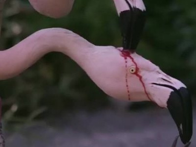 Hồng hạc nuôi con bằng 'sữa đỏ' gây sốt mạng