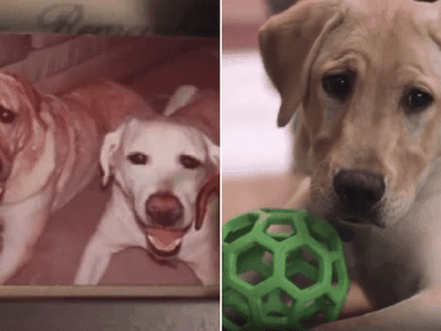 Hình ảnh giống hệt nhau giữa chó Marley bên góc xa bên trái và Ziggy bên phải.