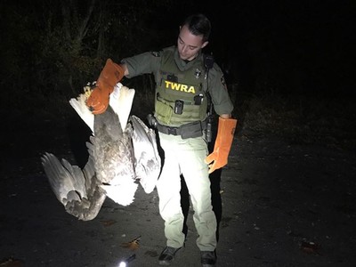 Đại bàng đầu trắng bị bắt lại để kiểm tra sức khỏe. Ảnh: TWRA.