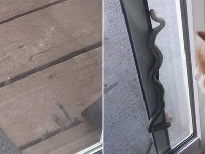 Rắn ngóc đầu lên từ sàn gỗ, thậm chí bò vào nhà Shaynon McFadden. Ảnh: 9News.