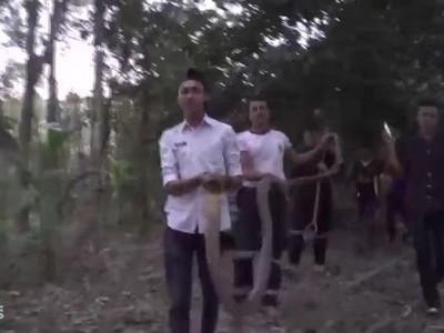 Hổ mang chúa bò vào nhà người phụ nữ mang thai