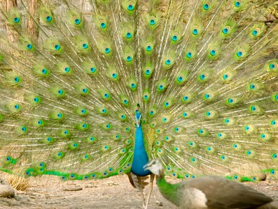 Công đực kéo đến 'đấu trường' để tranh giành bạn tình