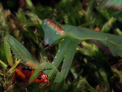 Bọ cánh cứng phun hóa chất thoát hàm bọ ngựa