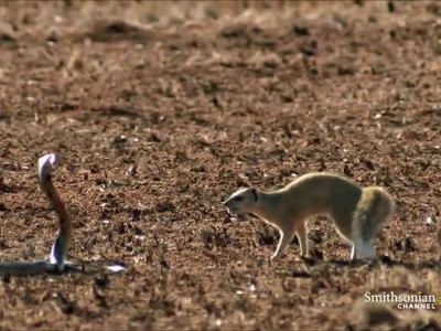 Cầy mangut giúp sóc đối phó với rắn hổ mang