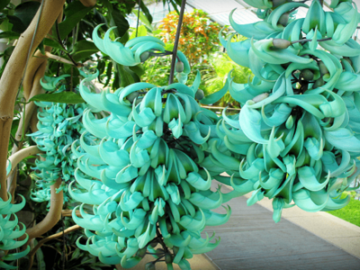 Loài hoa hiếm chuyên nhờ dơi thụ phấn