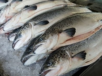 Cá hồi nguyên con được một công ty nhập khẩu về Việt Nam.