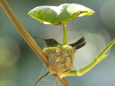 Chim ruồi xây tổ có mái che mưa