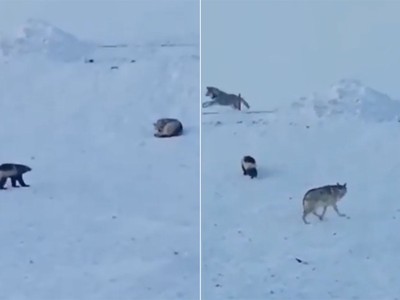 Chồn sói đơn độc chống lại đôi sói xám