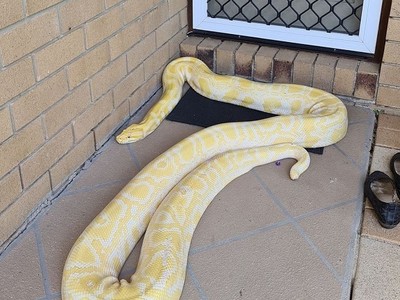 Trăn bạch tạng 5 m chắn trước cửa nhà dân