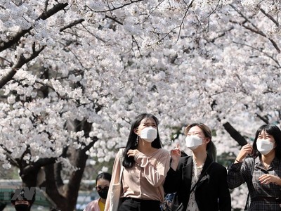 Người dân đeo khẩu trang phòng dịch COVID-19 tại Daegu, Hàn Quốc ngày 24/3 vừa qua. (Ảnh: THX/TTXVN).