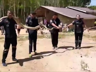 Hổ mang chúa dài gần 5 m lẻn vào bếp