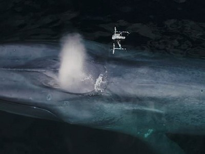 Cá voi xanh phun nước khiến drone chao đảo