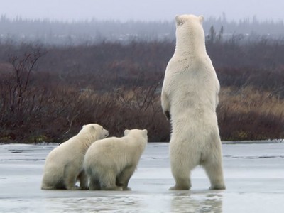 Gấu mẹ dẫn con chạy trốn khỏi gấu đực