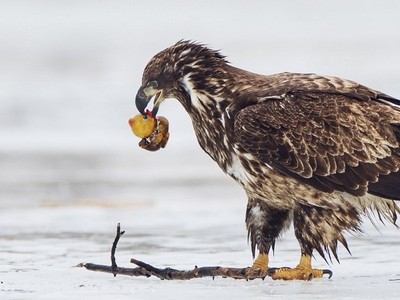 Đại bàng đầu trọc tưởng nhầm vịt cao su là thức ăn. Ảnh: Fox News.