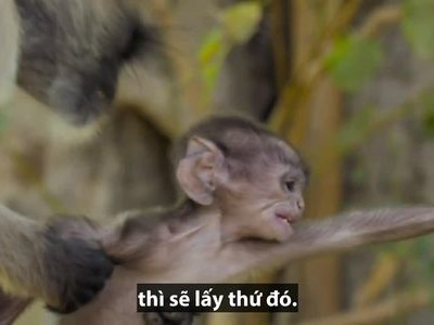 Khỉ cái giằng con từ tay đồng loại để tập nuôi