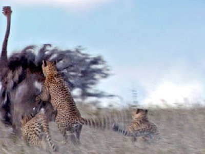 Đà điểu đực trơ mắt nhìn báo săn truy sát bạn tình