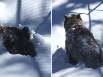 Gấu xám phá tuyết chui lên gây sốt mạng