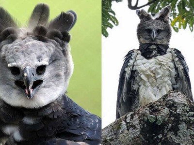 Loài đại bàng đặt tên theo nữ quái thần thoại Hy Lạp