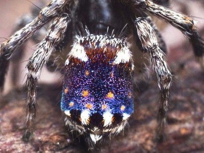 Loại nhện Maratus constellatus.