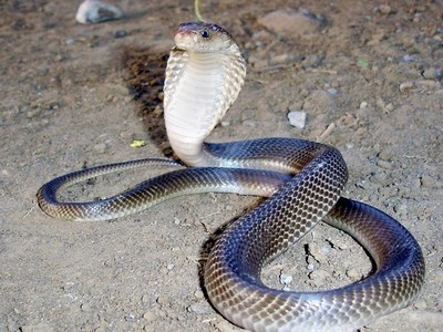 Đôi chó phốc đánh bại hổ mang bò vào nhà