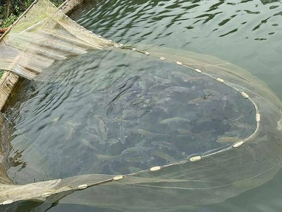 Cá hồi tại trang trại nhà anh Sỹ ở Sa Pa đến lứa thu hoạch nhưng không có người hỏi mua. Ảnh: Nhân vật cung cấp.