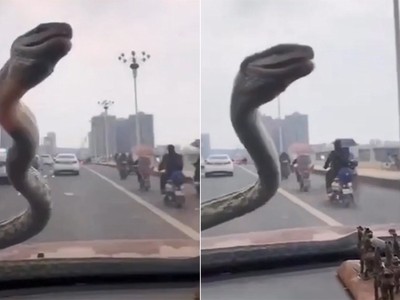 Rắn bò lên kính ôtô đang chạy