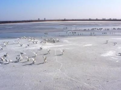 Hàng chục nghìn thiên nga đậu kín vùng đất ven sông