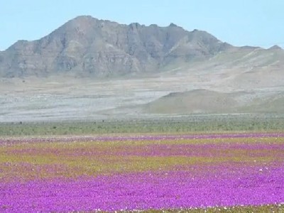 Sa mạc khô cằn biến thành biển hoa