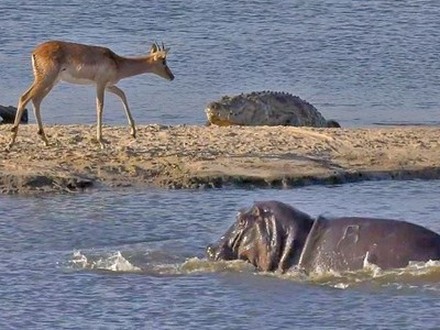 Cá sấu bị hà mã phục kích khi săn linh dương