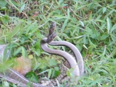 Đôi hổ mang chúa giao phối trong bụi cỏ