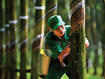 Doanh nghiệp cao su trông đợi vào… lợi nhuận khác
