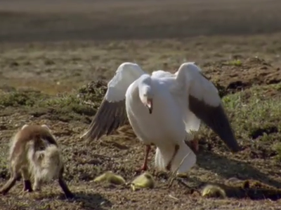 Đôi ngỗng tuyết ngơ ngác vì cáo bắt mất con