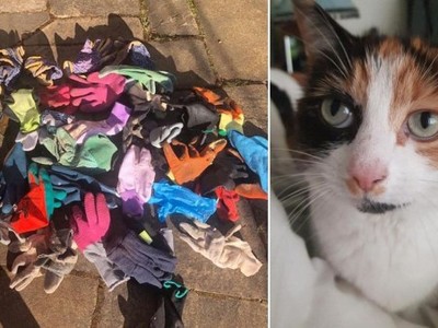 Chú mèo chuyên “canh me” trộm găng tay về tặng chủ