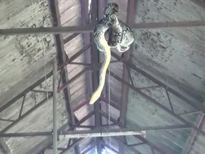 Trăn 3,5 mét đu trên xà ngang rình bắt đàn lợn