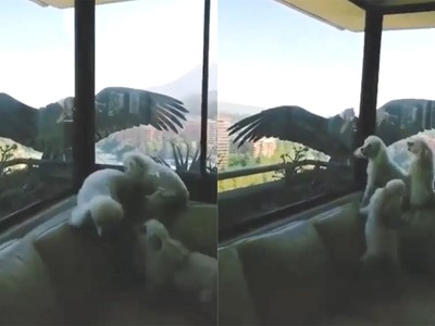 Thần ưng Andes đối mặt chó nhà qua cửa kính