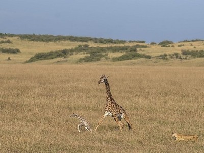 Sư tử cái truy sát hươu cao cổ. Ảnh: Srikanth Santhinathan.