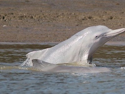 Cá heo lưng gù tự mắc cạn để kiếm mồi