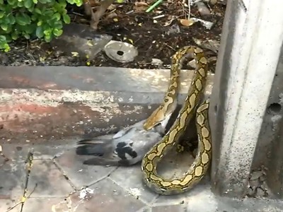 Trăn lôi cổ bồ câu vào bụi rậm đoạt mạng