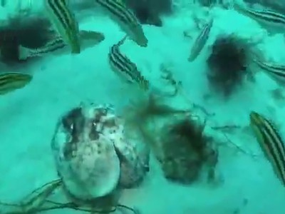 Cá nục tấn công ăn thịt bạch tuộc