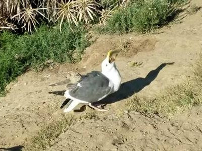 Mòng biển nuốt chửng sóc trước mặt đồng loại