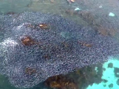 'Dòng chảy cá hồi' nhìn từ trên cao