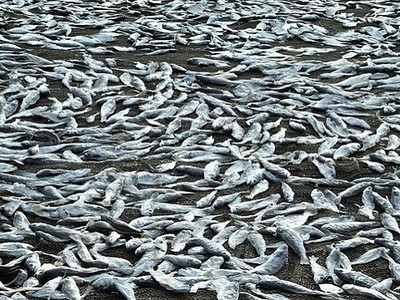 Hàng nghìn con cá ngừ dạt vào bãi biển