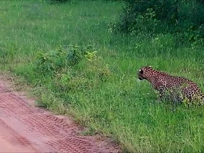 Thỏ thoát vuốt báo hoa mai trong gang tấc