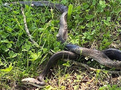 Con rắn sống sót nhưng có vẻ bị thương ở mắt. Ảnh: CCFR.