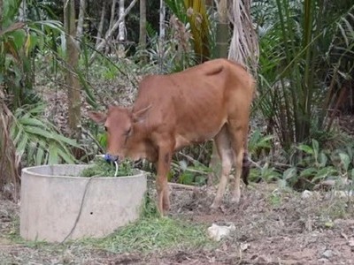 Bò thoát kiếp vào lò mổ sau 5 lần bắn không chết